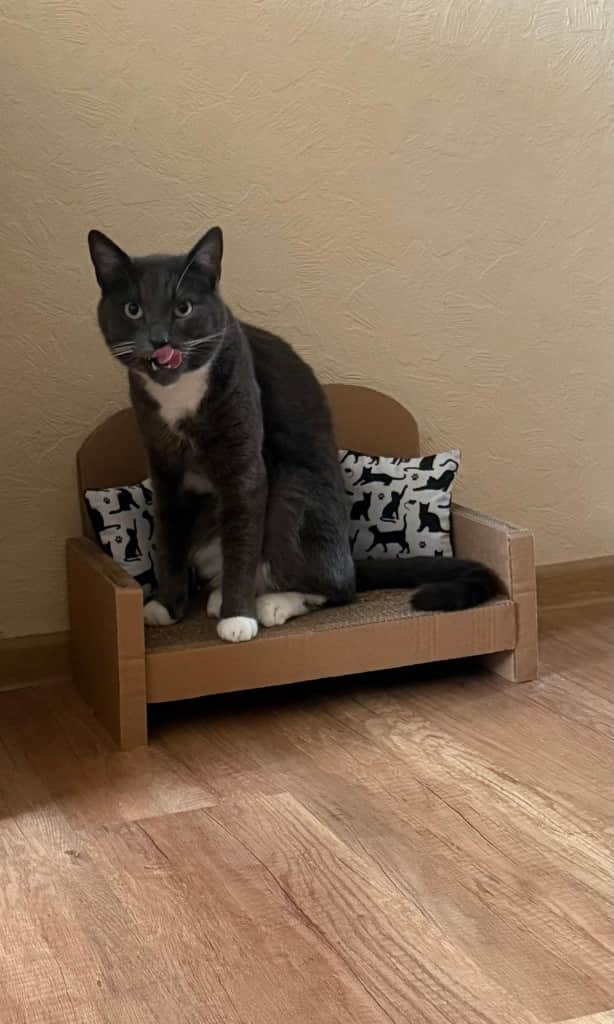 Kaķu nagu skrāpis - dīvāns.